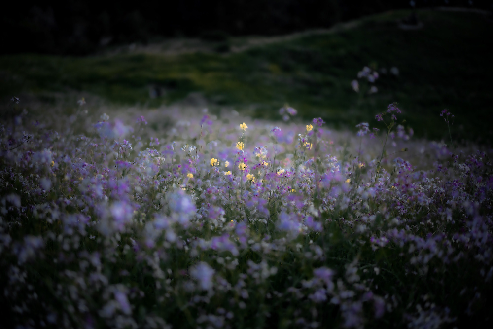 Floral, natural, and textural photography from Mt Hood, Mirror Lake, Lost Lake, Smith Rock State Park, Painted Hills, Blue Pool, Cannon Beach, California.